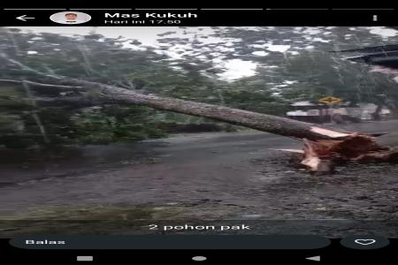 EVAKUASI POHON TUMBANG DI DESA KED