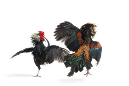 ARENA PERJUDIAN SABUNG AYAM DI KAB