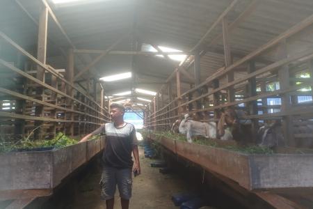 KAMBING PERAH SAKTI FARM HASILKAN 
